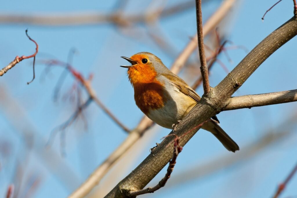 Google Introduces Chirp 3 Voice Model to Vertex AI Platform
